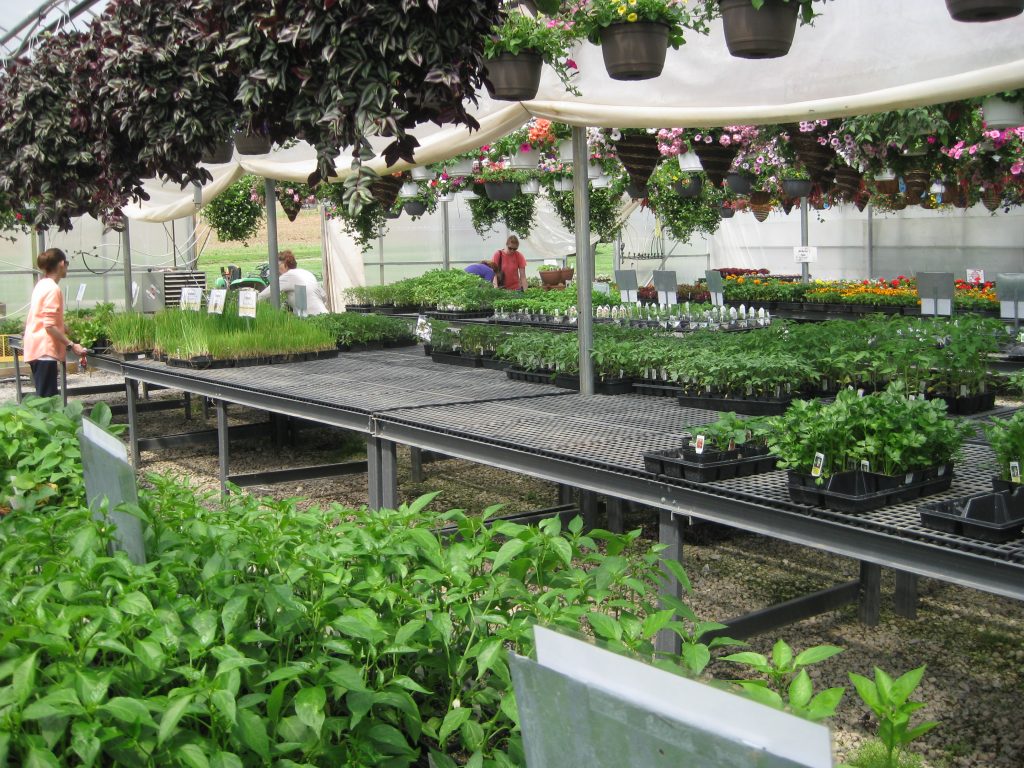 Greenhouse Benches and Displays